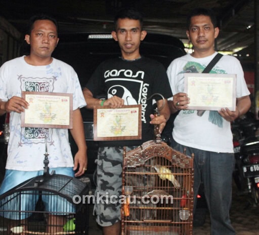 Lintang dan cucak jenggot T-Rex.