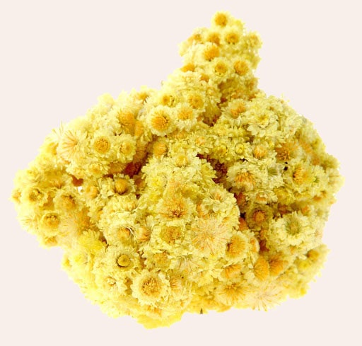 fleurs d'immortelle jaune