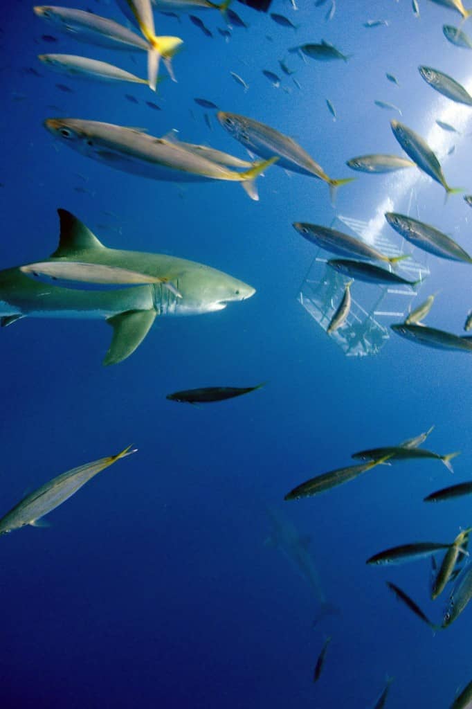 Great White Shark diving in Guadalupe, Great White Shark Diving, great white shark, great white,