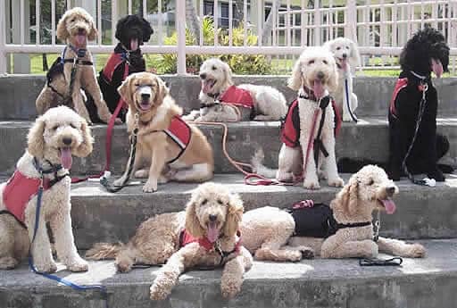 Labradoodle