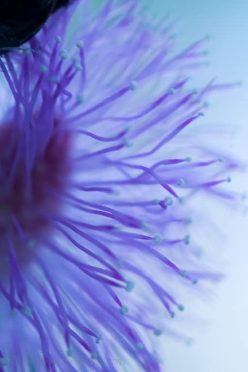 fotografia astratta di fiori