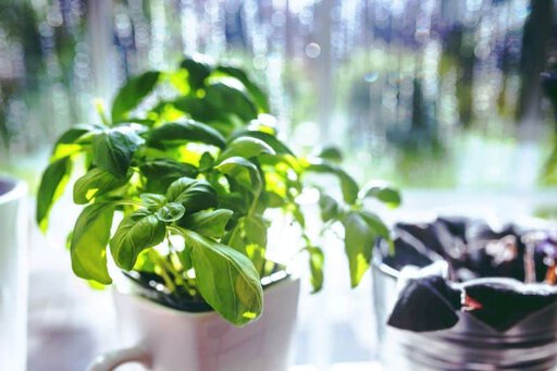basil plant in the kitchen basil plant in the kitchen