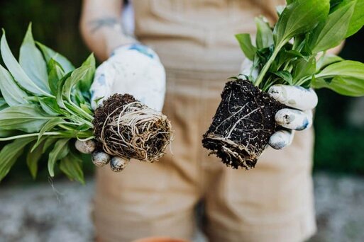 replant basil replant basil