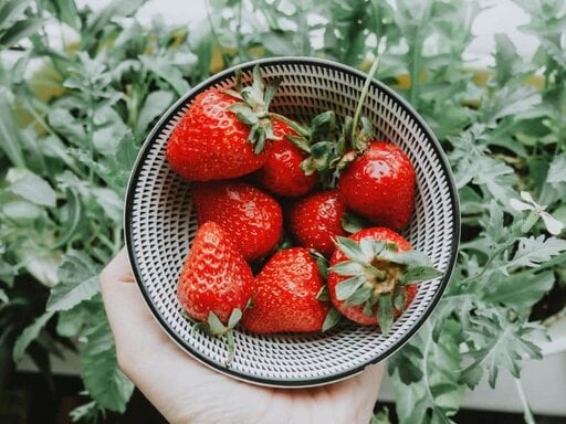 select the right strawberry type select the right strawberry type