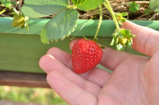 strawberries in containers strawberries in containers