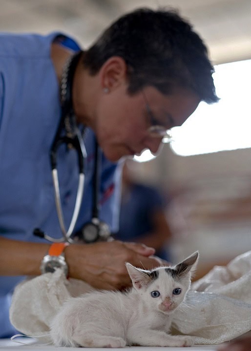 Tips for giving a cat a pill