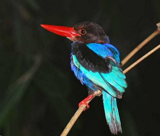 CEKAKAK JAWA - JAVAN KINGFISHER