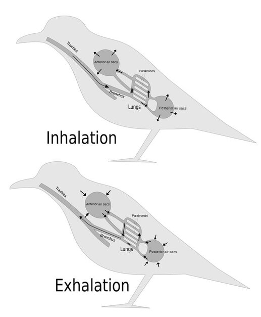 Air flow patterns facilitate efficient gas exchange Birds AskNature