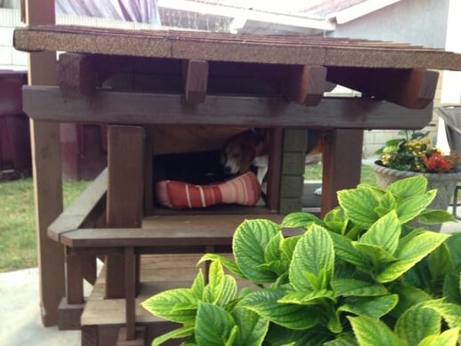 From the side custom dog house