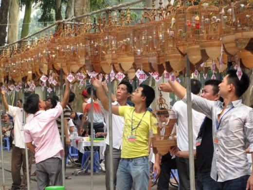 LOMBA PLECI : Diperlukan beberapa faktor yang mendukung pleci tampil maksimal