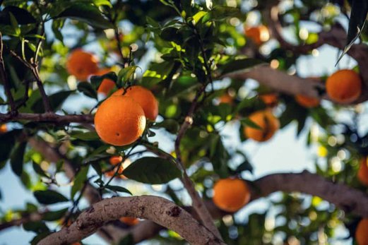 Blossom honey orange are mostly products from Florida