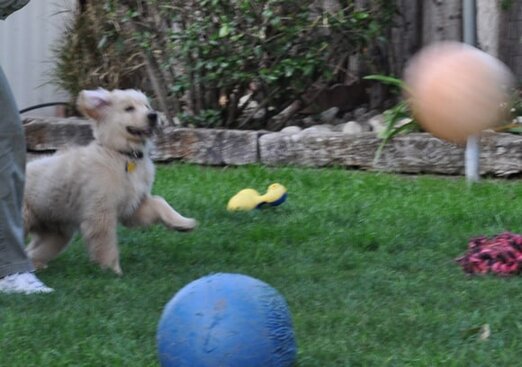 Apache, Fetch! Apache, Fetch!