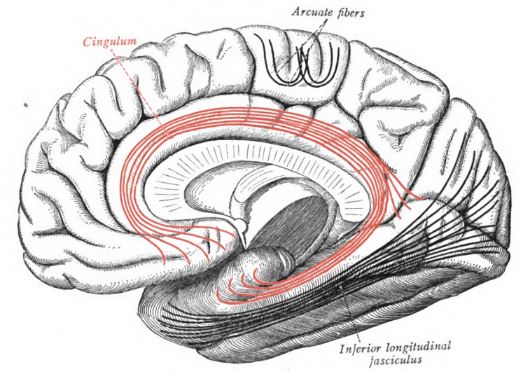 Cingulum Bundle