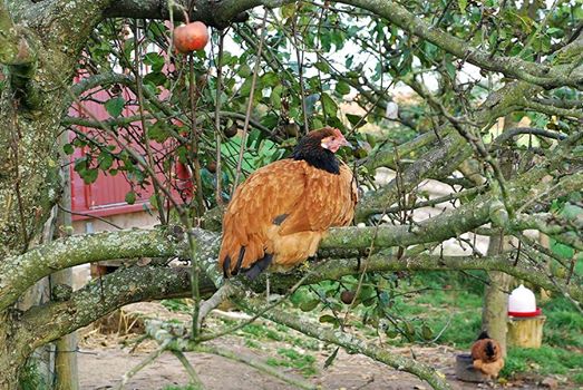 Huhn im Baum