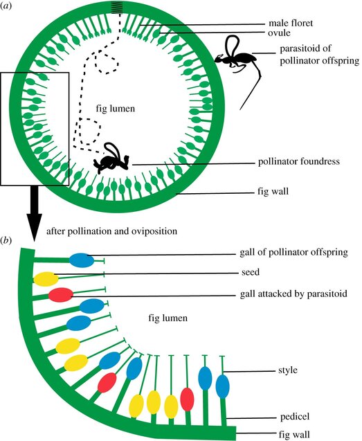 Fig wasp illustration from Wang et al. 2019