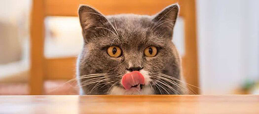 Orijen Cat Food Review What You Need To Know About The Cat Kitten Formula Tinpaw