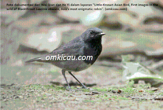 Penampakan lain burung blackthroat Luscinia obscura jantan di lingkungan kampus Sichuan University - Cina Penampakan lain burung blackthroat Luscinia obscura jantan di lingkungan kampus Sichuan University - Cina