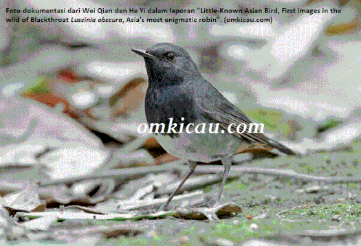 Burung blackthroat Luscinia obscura yang terlihat di lingkungan kampus Sichuan University - Cina Burung blackthroat Luscinia obscura yang terlihat di lingkungan kampus Sichuan University - Cina