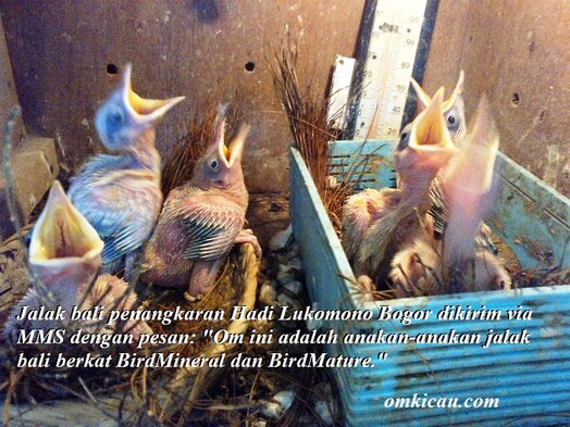 Jalak bali penangkaran Om Hadi Lukmono Citeureup Bogor Jalak bali penangkaran Om Hadi Lukmono Citeureup Bogor