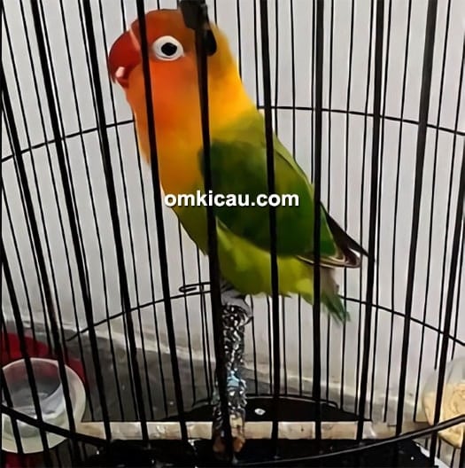 Lovebird Tumbar