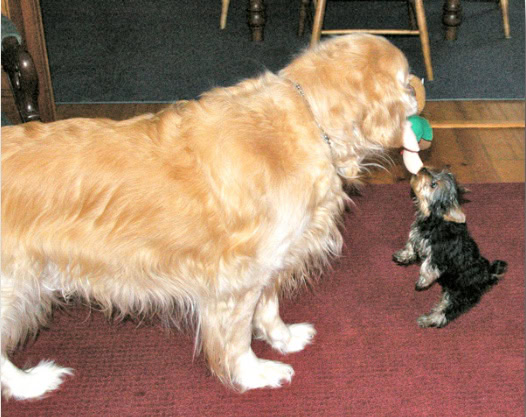 large golden playing with tiny yorkie puppy