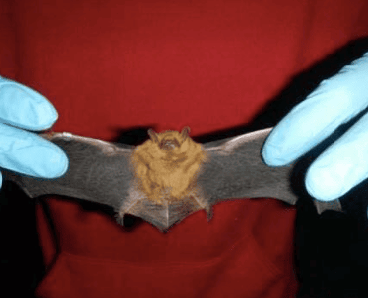Tricolor Bat © Garry Libby