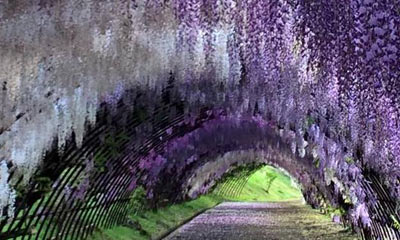 wisteria japan season