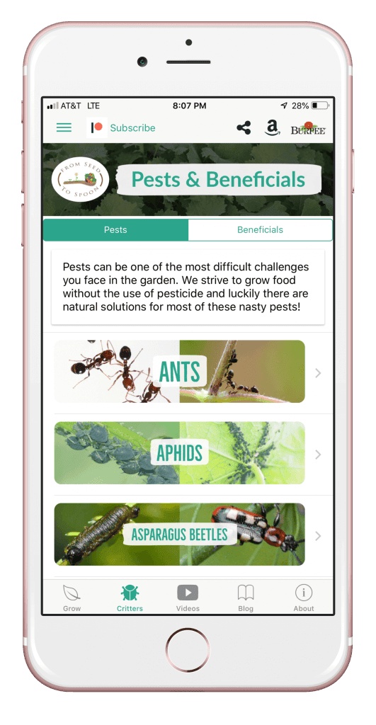 pests