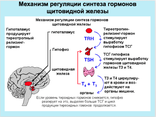 Щитовидная железа