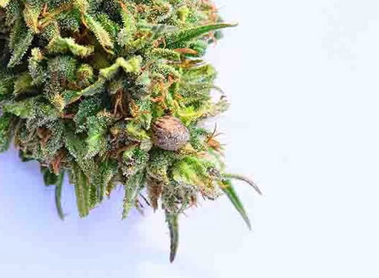 Cherry Wine Genetics from iHEMPx