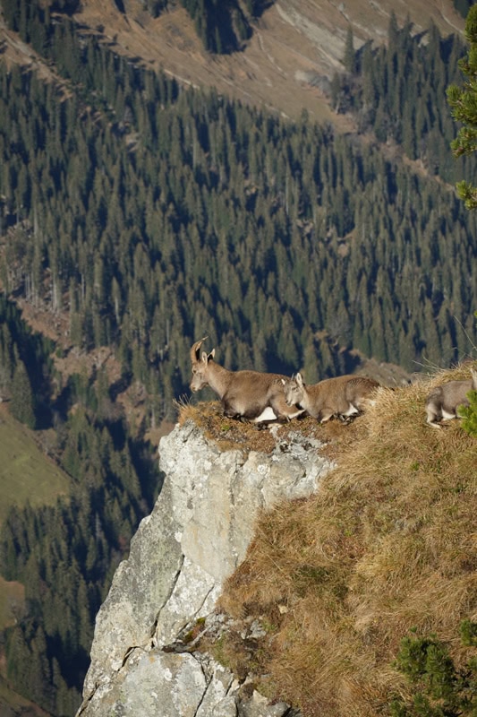 Niederhorn - Interlaken