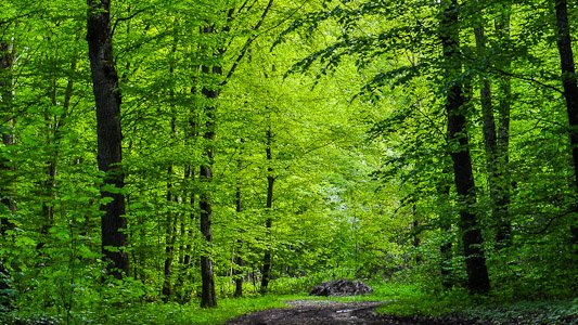 La forêt - printemps 2013