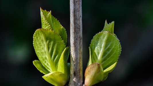 Bourgeon - printemps 2013