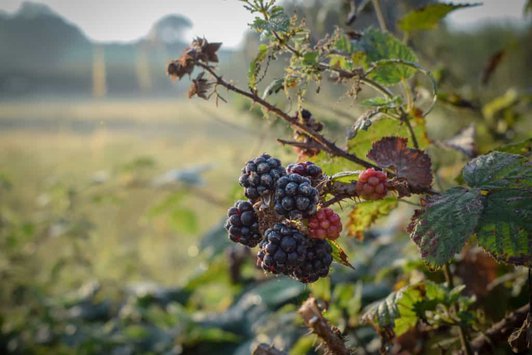 blackberry