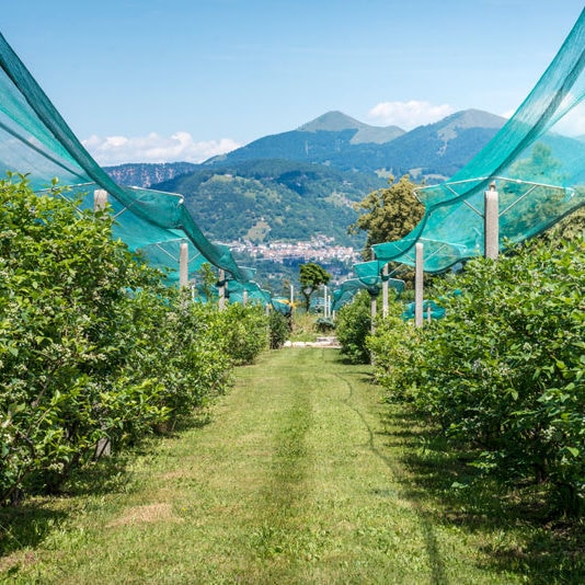 Valle Intelvi - Il Piccolo Frutto di Chiara Valle Intelvi - Il Piccolo Frutto di Chiara