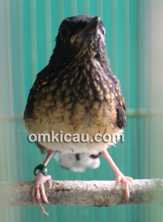 Anakan murai batu produk SIM BF