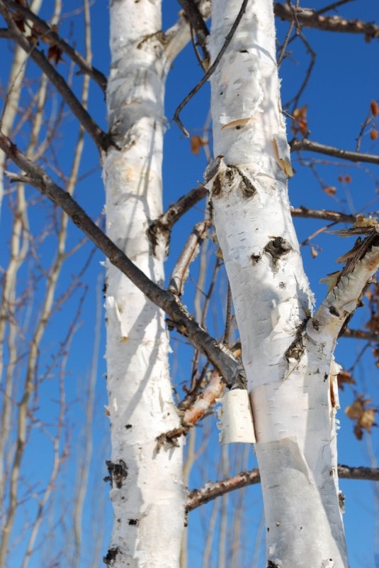 Clump Paper Birch • Kiwi Nurseries Ltd
