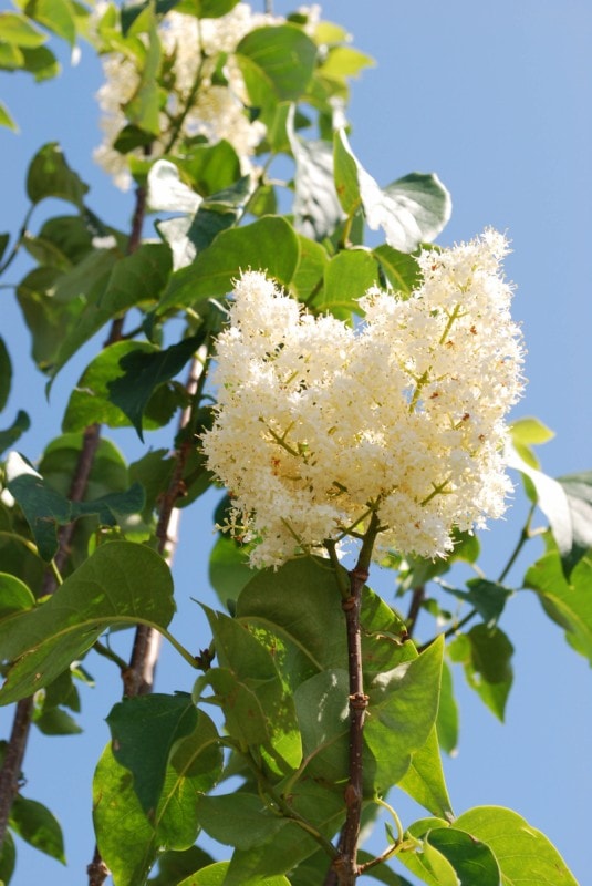 Ivory Silk Lilac • Kiwi Nurseries Ltd