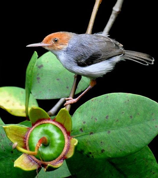 Dikenal sebagai burung yang susah dirawat karena rentan terhadap stress dan penyakit