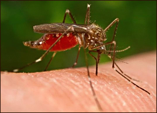 Nyamuk - salah satu penyebar virus west nile - West Nile Virus Nyamuk - salah satu penyebar virus west nile - West Nile Virus