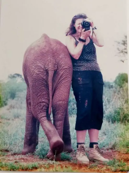 Safari Elefant