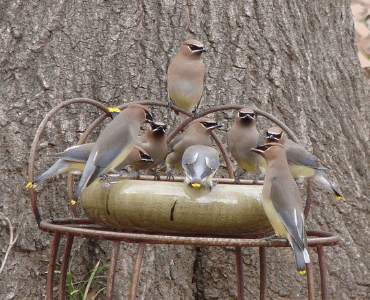 Cedar Waxwings at Platform Feeder cedar waxwings