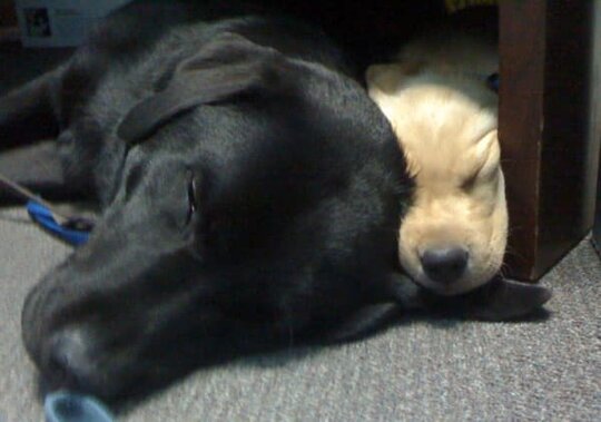 Yellow Lab Puppy with Black Lab Yellow Lab Puppy with Black Lab
