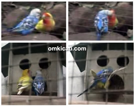 persilangan parkit dan lovebird