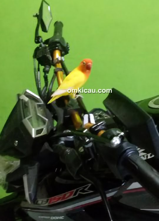 Lovebird Si Kuning