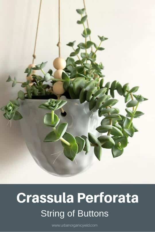 String of Buttons (Crassula Perforata) String of Buttons (Crassula Perforata)