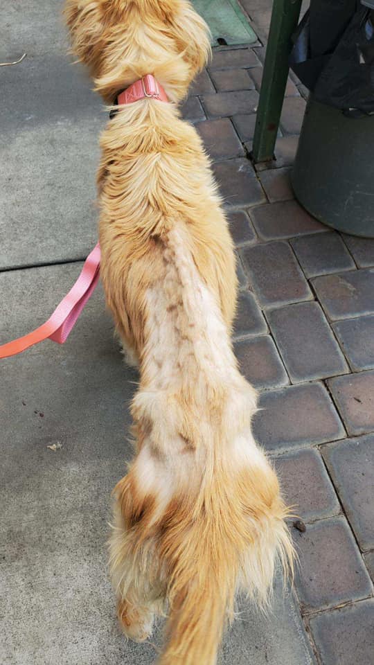 Barely 2 Year Old Golden Retriever Dumped At California Shelter Horrific Condition Pet Rescue Report
