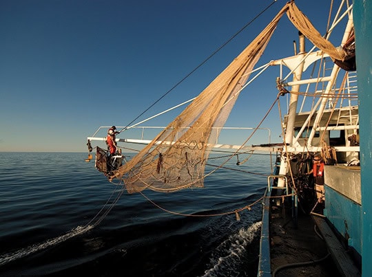 KFBC_TRAWLING-73 Prawn trawling - demersal otter technique