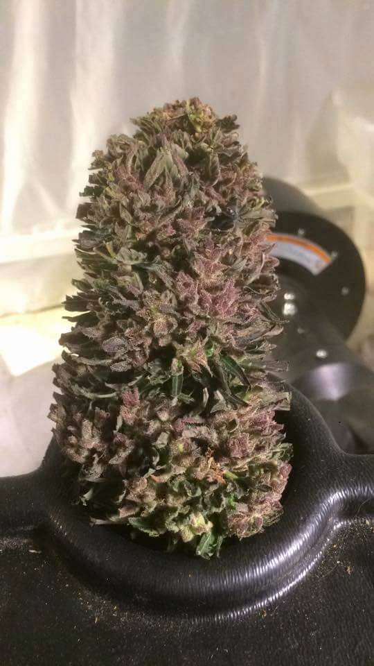 PURPLE DIESEL Feminized SOLD OUT | New Holland Seed Bank