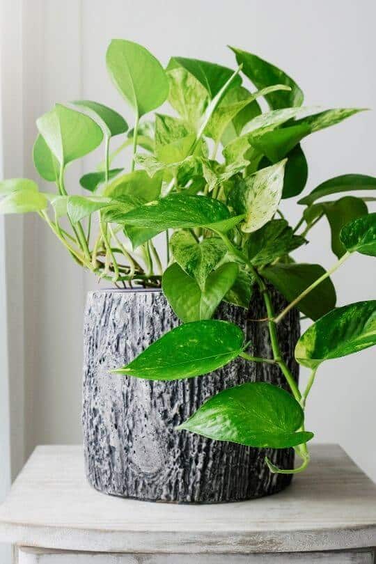 Pothos vine Pothos vine
